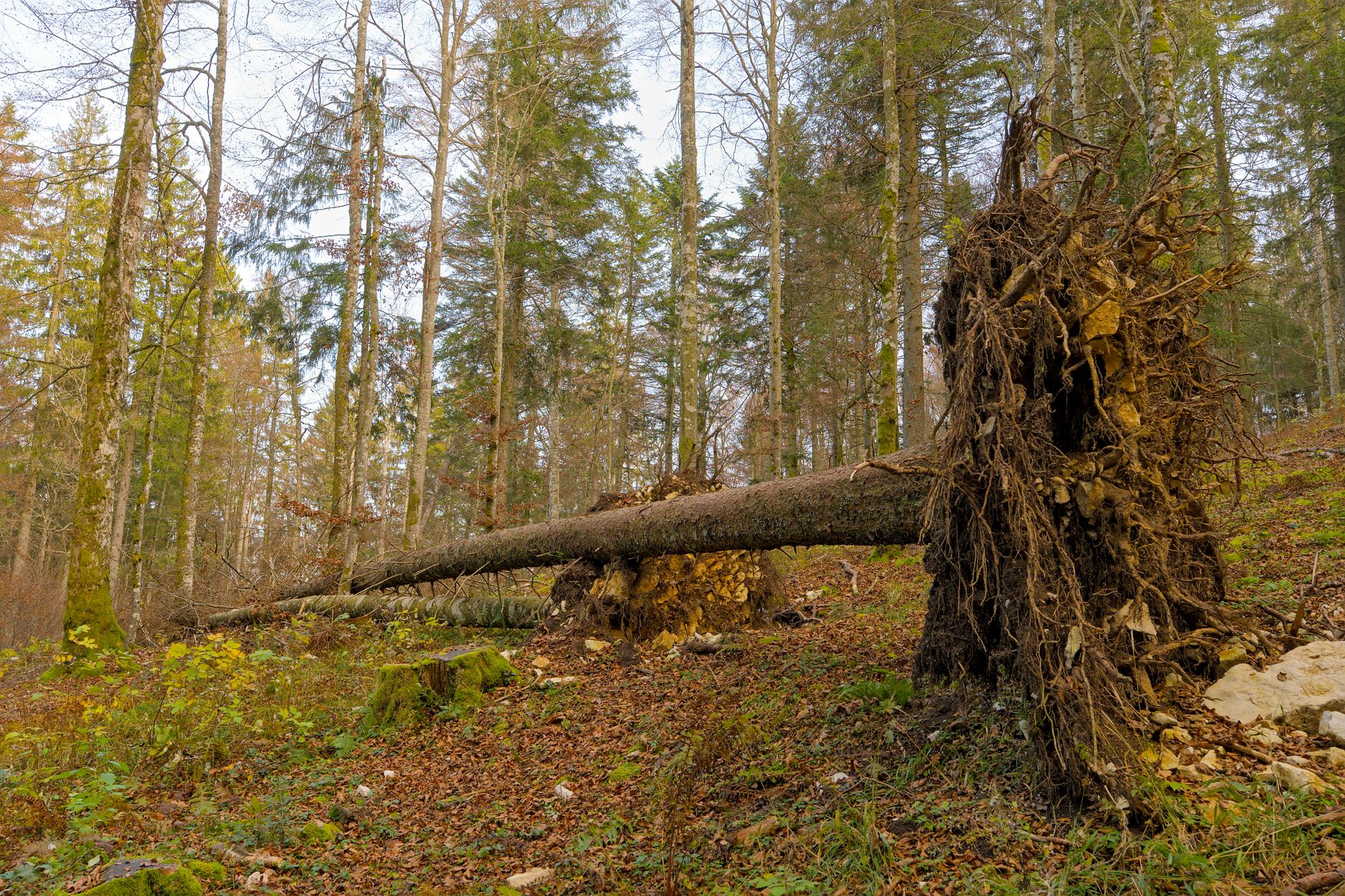 Enlèvement arbre urgence équipe à Muret
